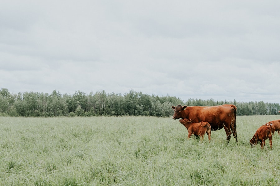 Beef Production