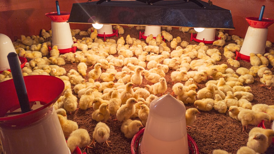 Hatcheries